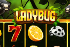 Lady Bug