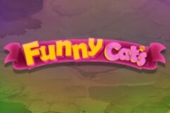Funny Cats