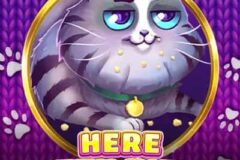 Here Kitty Kitty
