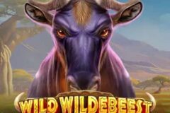Wild Wildebeest Wins